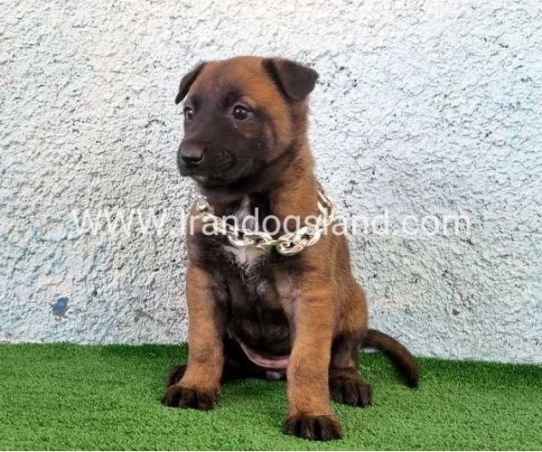 --malinois-175_7