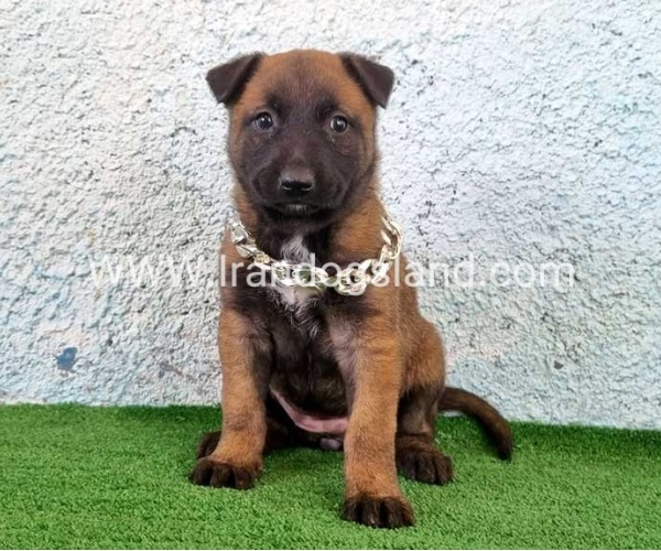 --malinois-175_8