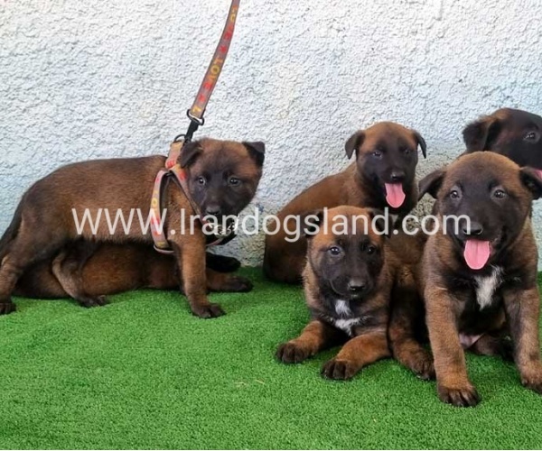 --malinois-175_9