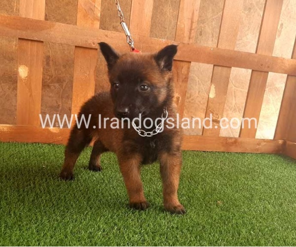 --malinois-20_11