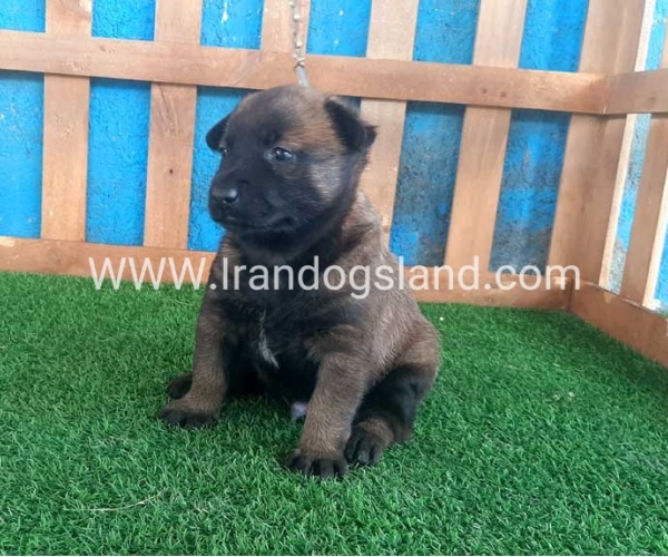 --malinois-21_9