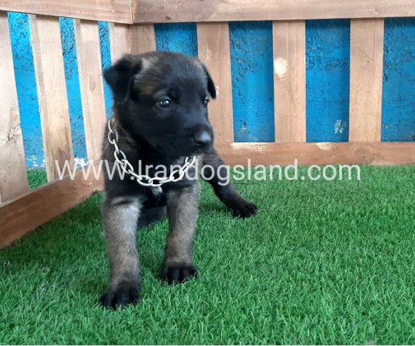 --malinois-26_6