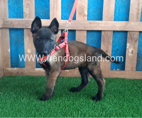 --malinois-29_3