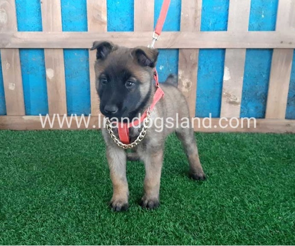 --malinois-31_8