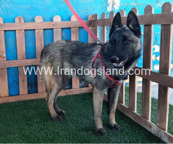 --malinois-40_2