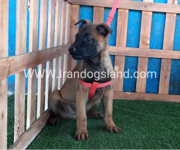 --malinois-43_10