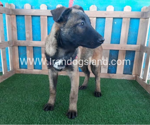 --malinois-45_3