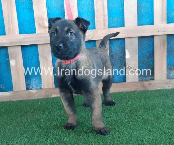 --malinois-51_9