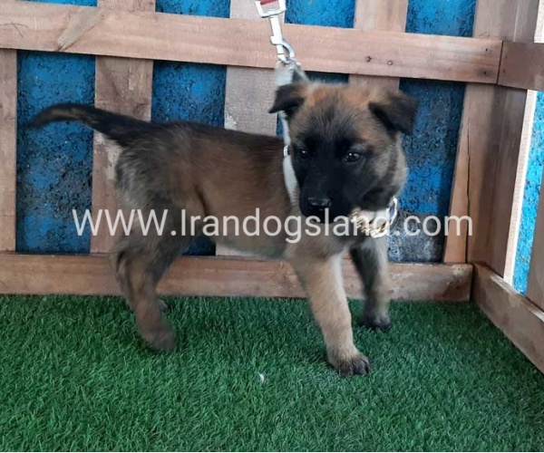 --malinois-59_1