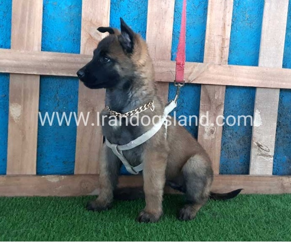 --malinois-62_10