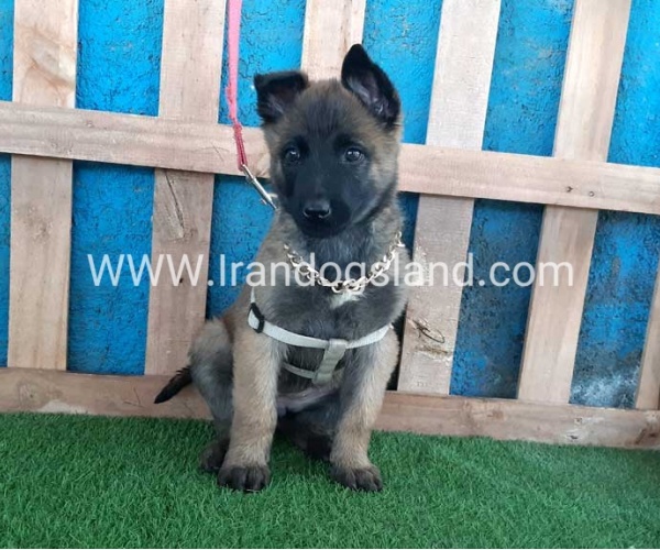 --malinois-62_4