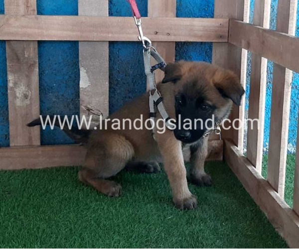 --malinois-63_6
