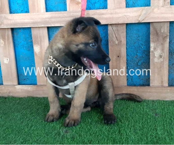 --malinois-64_10