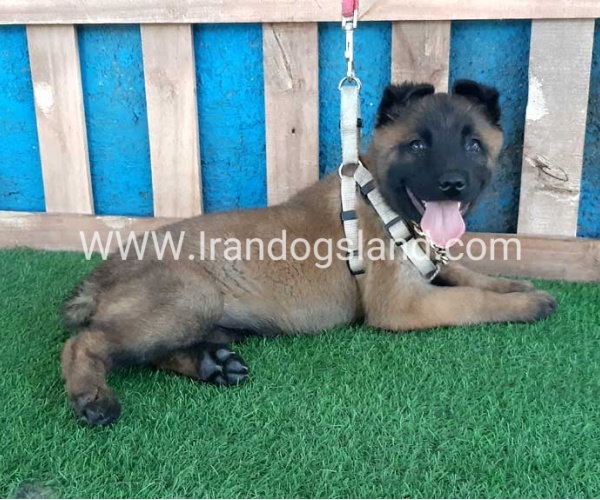 --malinois-64_2