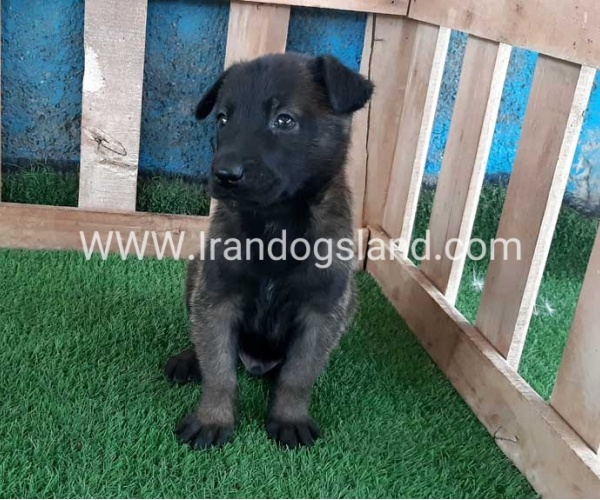 --malinois-67_6