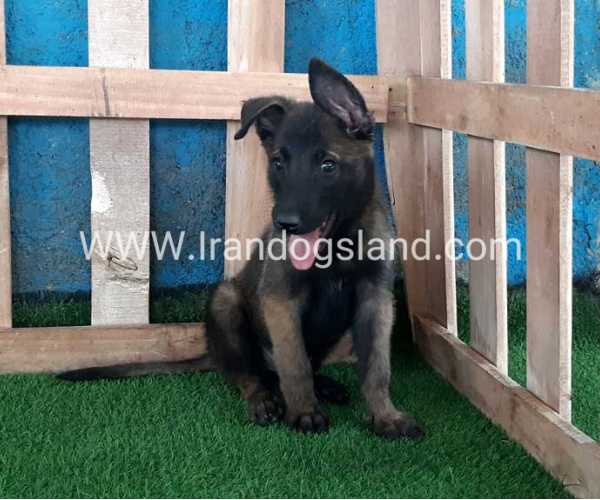 --malinois-72_9