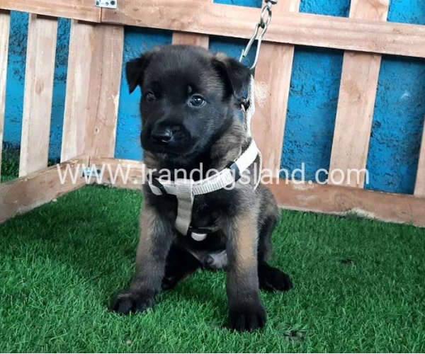 --malinois-73_7