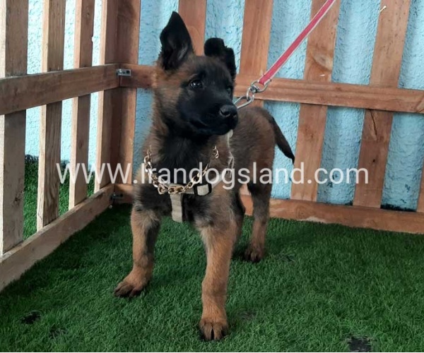 --malinois-78_2_1894625758