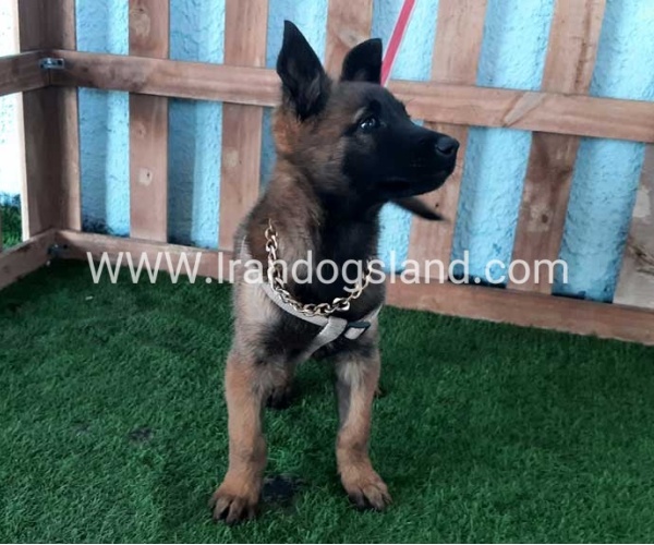 --malinois-78_5_33024057