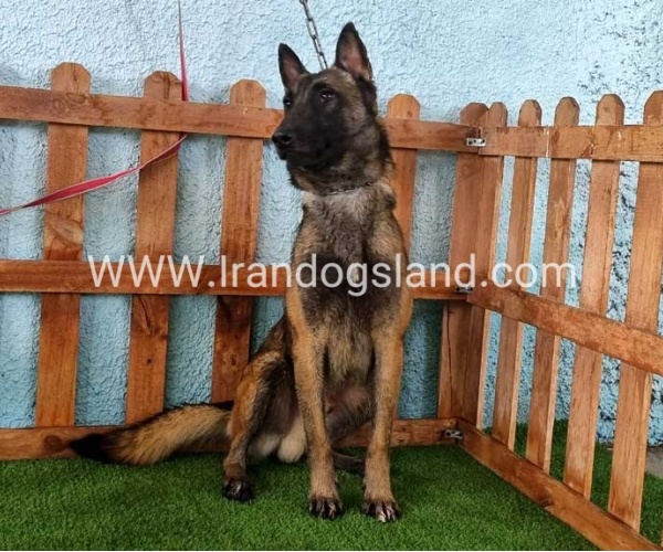 --malinois-82_1