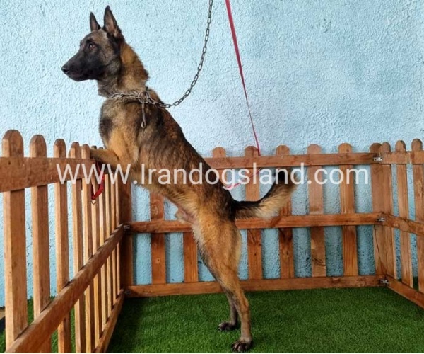 --malinois-82_10