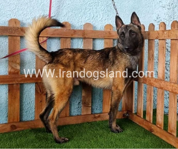 --malinois-82_11