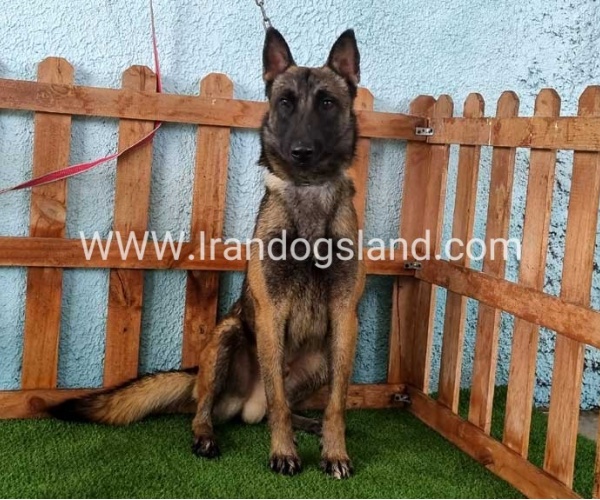 --malinois-82_2