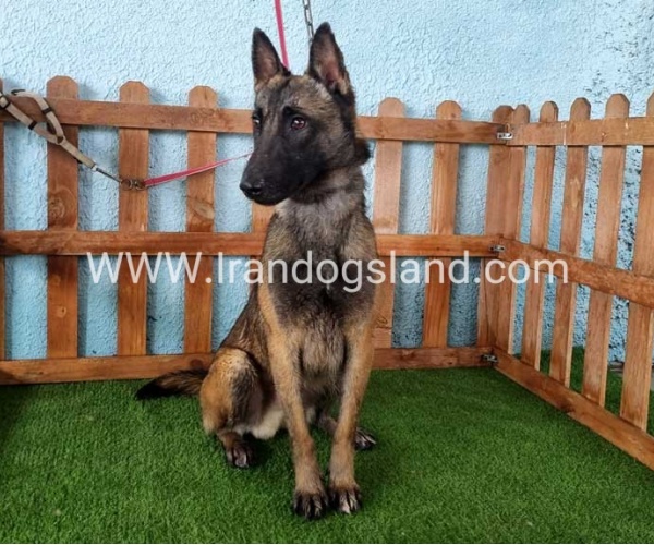 --malinois-82_3