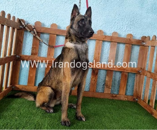 --malinois-82_5