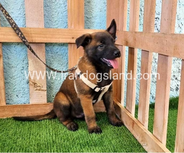 --malinois-93_8