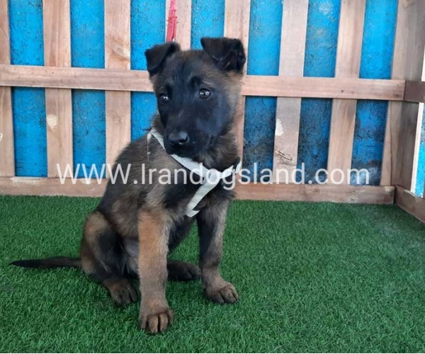 --malinois55_10