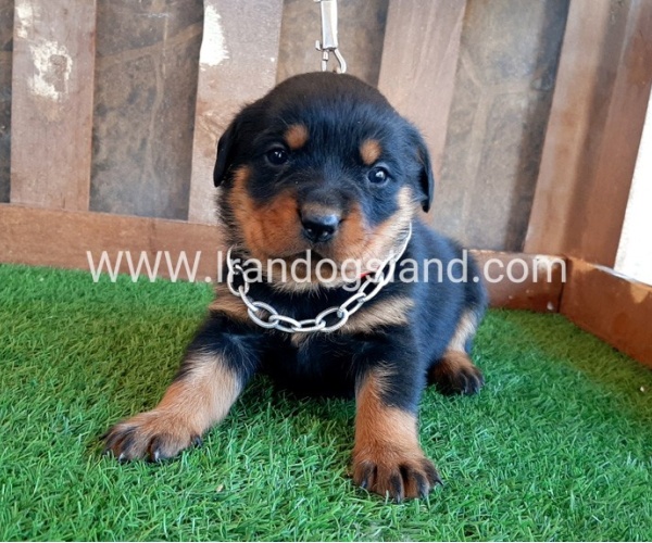 --rottweiler-28_12