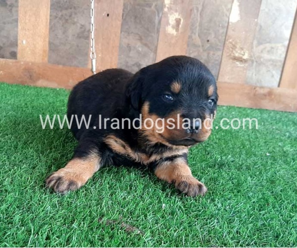 --rottweiler-30_2