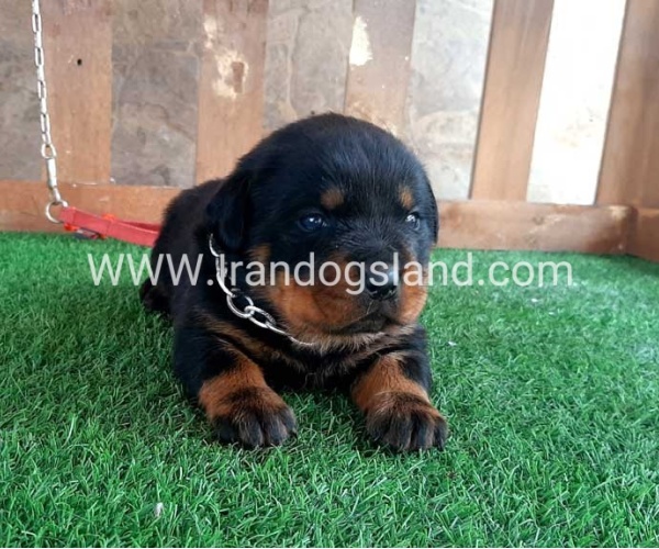 --rottweiler-31_3