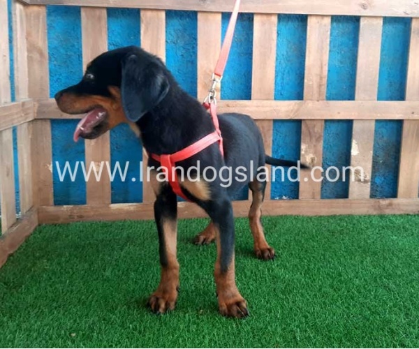 --rottweiler-55_3