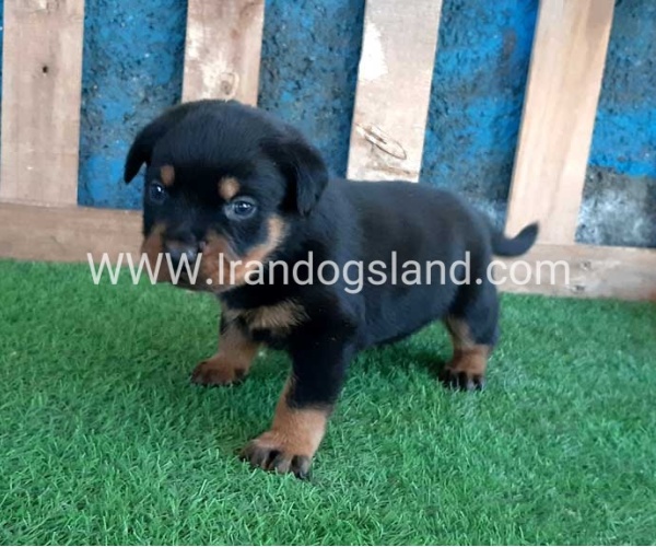 --rottweiler-56_5