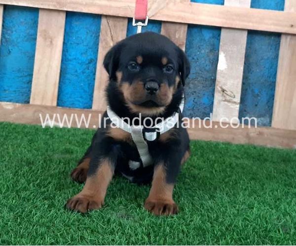 --rottweiler-59_8