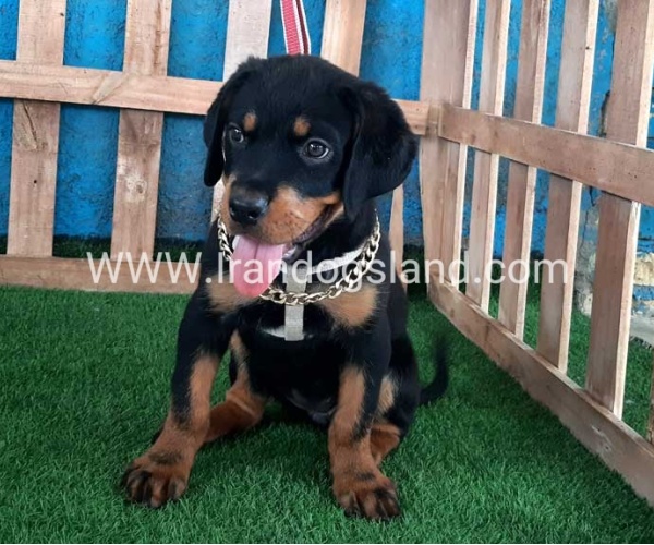 --rottweiler-68_10_1436213786