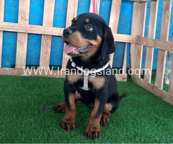 --rottweiler-68_11_1566843115