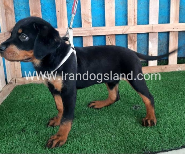 --rottweiler-68_12_2083033120