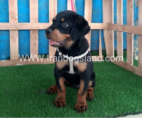 --rottweiler-68_1_788788994