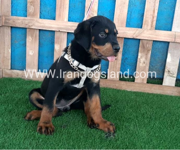 --rottweiler-68_6_2074065075