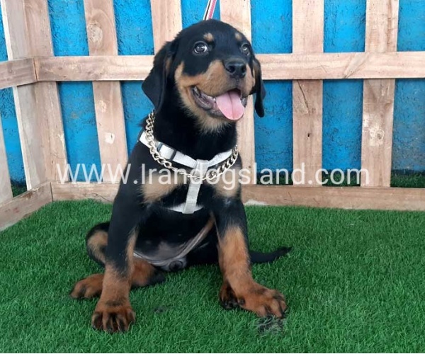 --rottweiler-68_7_2043160607