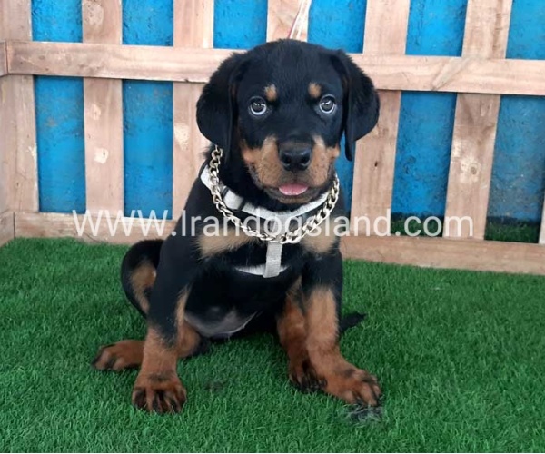 --rottweiler-68_9_610237074