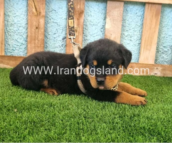 --rottweiler-71_8