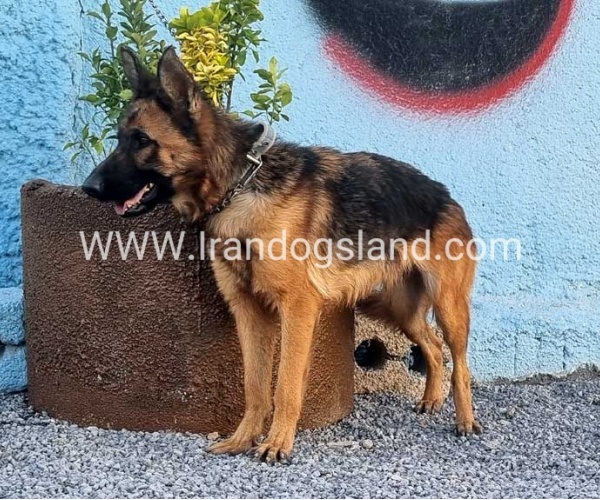 مولد ژرمن شپرد اصیل - MO82