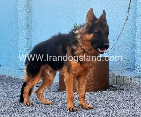 مولد ژرمن شپرد اصیل - MO82