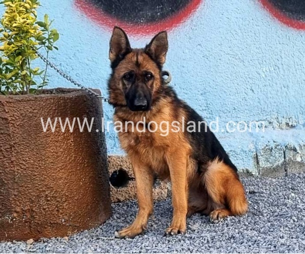 مولد ژرمن شپرد اصیل - MO82