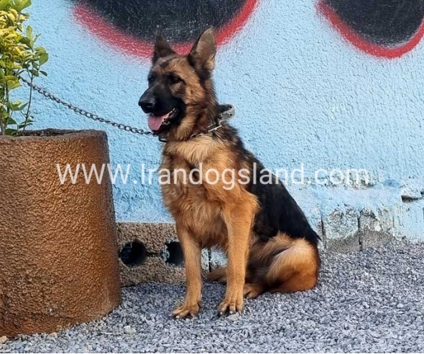 مولد ژرمن شپرد اصیل - MO82