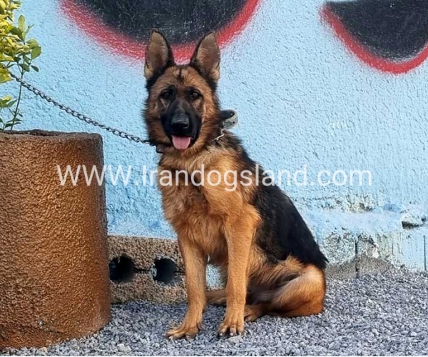 مولد ژرمن شپرد اصیل - MO82